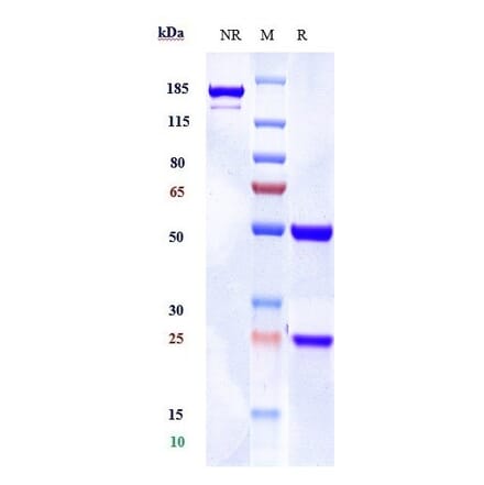 SDS-PAGE - Anti-Adenosine Receptor A2a Antibody [3F6-9G5] - Low endotoxin, Azide free (A323879) - Antibodies.com