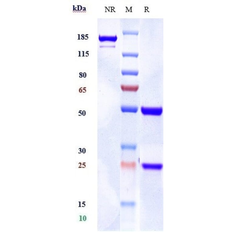 SDS-PAGE - Anti-Adenosine Receptor A2a Antibody [3F6-9G5] - Low endotoxin, Azide free (A323879) - Antibodies.com