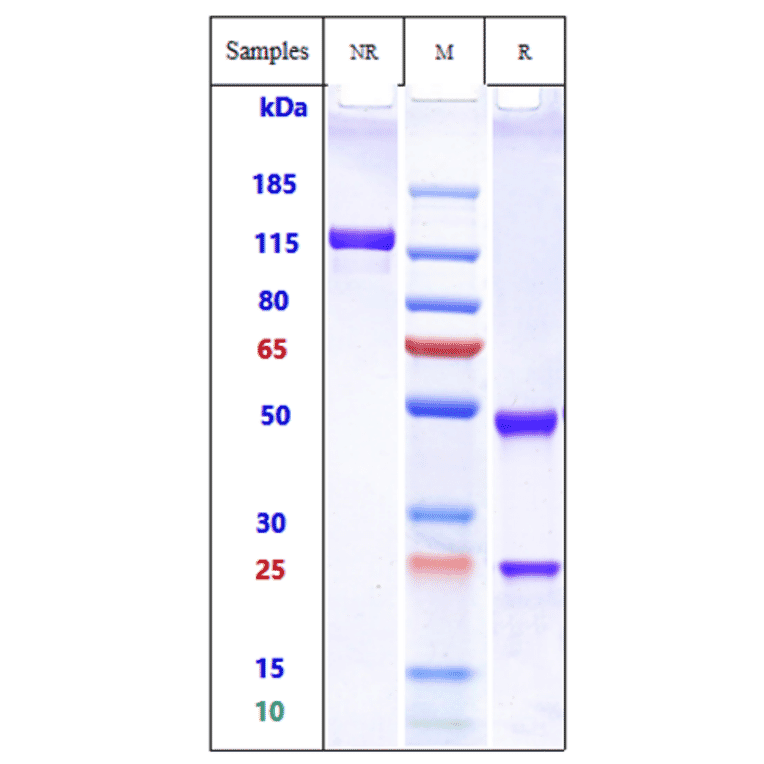 SDS-PAGE - Anti-Albumin Antibody [Research Grade Biosimilar] - Low endotoxin, Azide free (A323880) - Antibodies.com