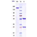 SDS-PAGE - Anti-Albumin Antibody [Research Grade Biosimilar] - Low endotoxin, Azide free (A323881) - Antibodies.com