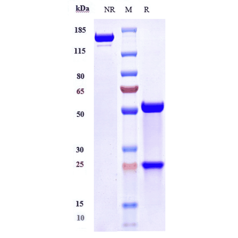 SDS-PAGE - Anti-Angiopoietin 2/ANG2 Antibody [MEDI3617] - Low endotoxin, Azide free (A323883) - Antibodies.com