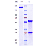 SDS-PAGE - Anti-Angiopoietin 2/ANG2 Antibody [MEDI3617] - Low endotoxin, Azide free (A323883) - Antibodies.com