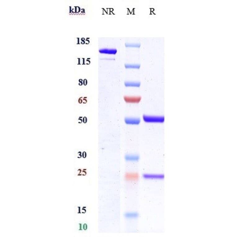 SDS-PAGE - Anti-Angiopoietin-like 4/ANGPTL4 Antibody [Research Grade Biosimilar] - Low endotoxin, Azide free (A323884) - Antibodies.com