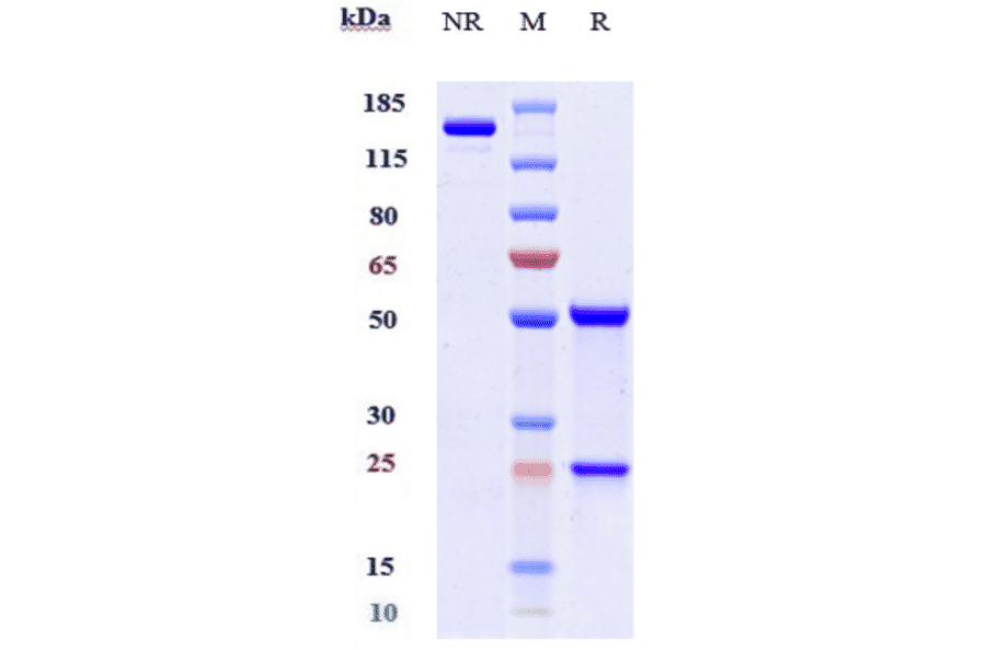 SDS-PAGE - Anti-APRIL/TNFSF13 Antibody [BION-1301] - Low endotoxin, Azide free (A323885) - Antibodies.com