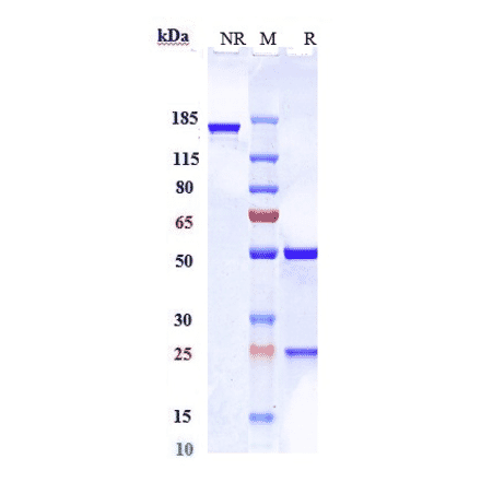 SDS-PAGE - Anti-Axl Antibody [ORY012] - Low endotoxin, Azide free (A323887) - Antibodies.com