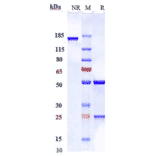 SDS-PAGE - Anti-Axl Antibody [ORY012] - Low endotoxin, Azide free (A323887) - Antibodies.com