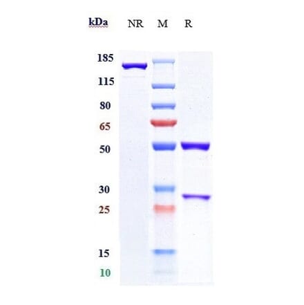 SDS-PAGE - Anti-B7H4 Antibody [Research Grade Biosimilar] - Low endotoxin, Azide free (A323888) - Antibodies.com