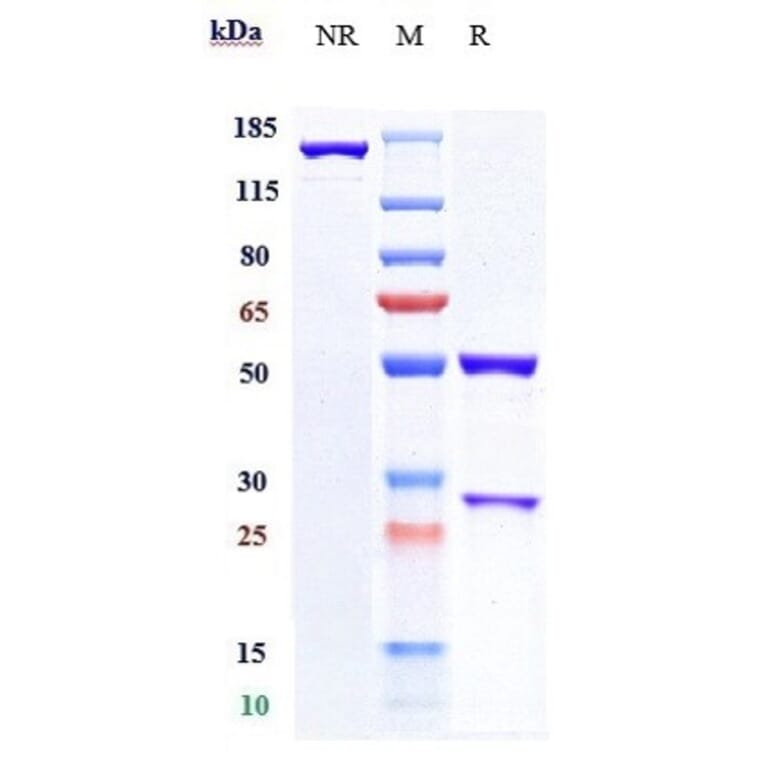 SDS-PAGE - Anti-B7H4 Antibody [Research Grade Biosimilar] - Low endotoxin, Azide free (A323888) - Antibodies.com