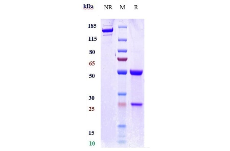 SDS-PAGE - Anti-B7-H6 Antibody [Research Grade Biosimilar] - Low endotoxin, Azide free (A323889) - Antibodies.com