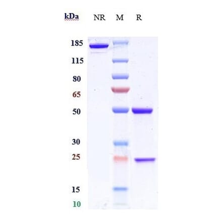 SDS-PAGE - Anti-BACE1 Antibody [Research Grade Biosimilar] - Low endotoxin, Azide free (A323890) - Antibodies.com