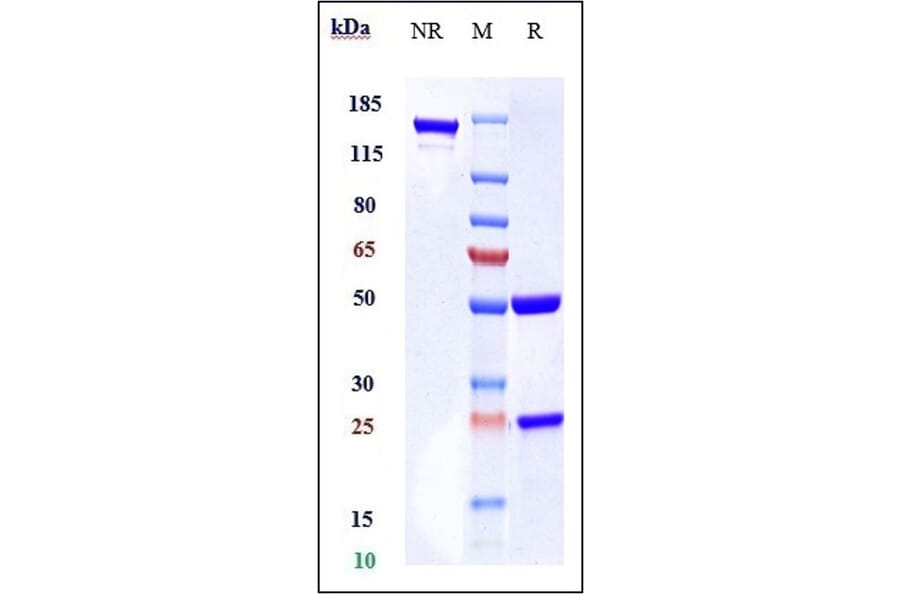 SDS-PAGE - Anti-Bcl-2 Antibody [Research Grade Biosimilar] - Low endotoxin, Azide free (A323891) - Antibodies.com
