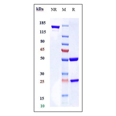 SDS-PAGE - Anti-Bcl-2 Antibody [Research Grade Biosimilar] - Low endotoxin, Azide free (A323891) - Antibodies.com