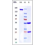 SDS-PAGE - Anti-Bcl-2 Antibody [Research Grade Biosimilar] - Low endotoxin, Azide free (A323891) - Antibodies.com