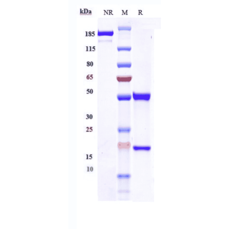 SDS-PAGE - Anti-beta Amyloid Antibody [Research Grade Biosimilar] - Low endotoxin, Azide free (A323894) - Antibodies.com