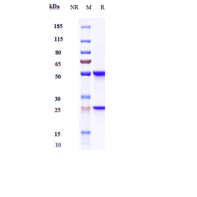 SDS-PAGE - Anti-beta Amyloid Antibody [Research Grade Biosimilar] - Low endotoxin, Azide free (A323895) - Antibodies.com