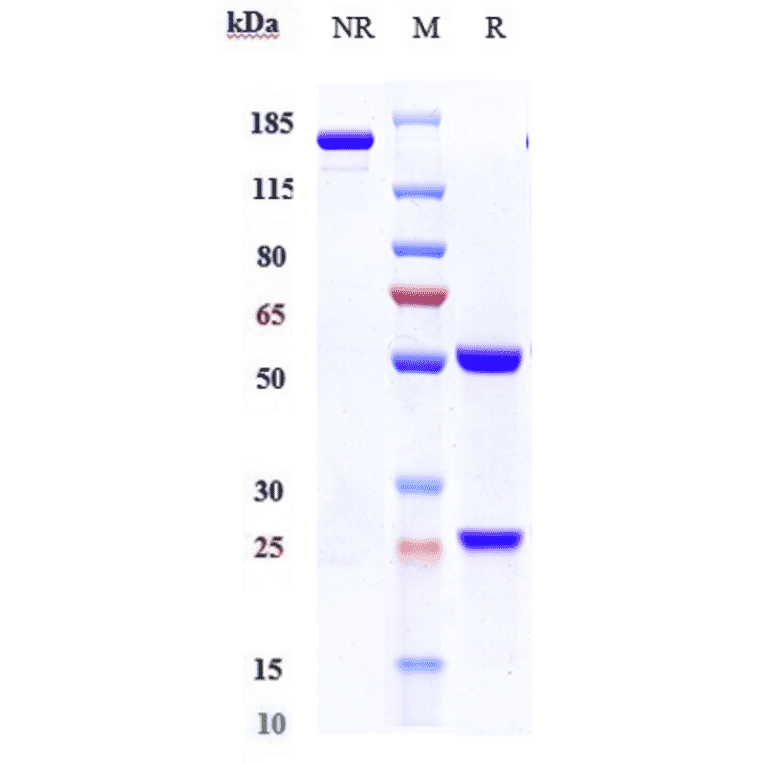 SDS-PAGE - Anti-beta Amyloid Antibody [Research Grade Biosimilar] - Low endotoxin, Azide free (A323896) - Antibodies.com