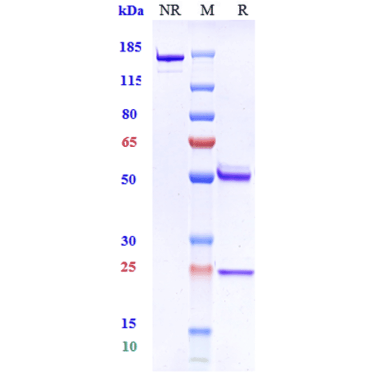 SDS-PAGE - Anti-beta Amyloid Antibody [Research Grade Biosimilar] - Low endotoxin, Azide free (A323898) - Antibodies.com