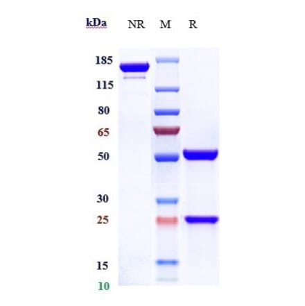 SDS-PAGE - Anti-beta Amyloid Antibody [CNTO 2125] - Low endotoxin, Azide free (A323900) - Antibodies.com