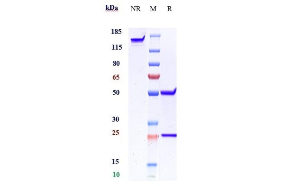 SDS-PAGE - Anti-beta Amyloid Antibody [GSK 933776] - Low endotoxin, Azide free (A323901) - Antibodies.com