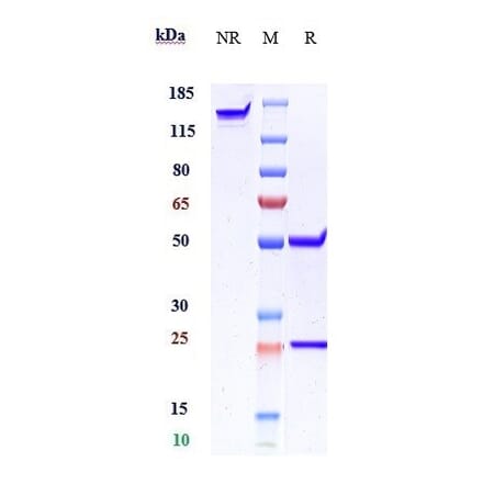 SDS-PAGE - Anti-beta Amyloid Antibody [GSK 933776] - Low endotoxin, Azide free (A323901) - Antibodies.com