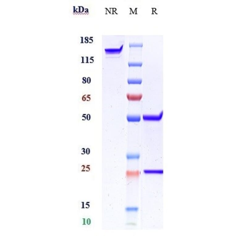 SDS-PAGE - Anti-beta Amyloid Antibody [GSK 933776] - Low endotoxin, Azide free (A323901) - Antibodies.com