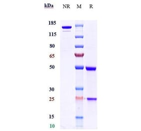 SDS-PAGE - Anti-BTN1A1 Antibody [CTX-2026] - Low endotoxin, Azide free (A323904) - Antibodies.com