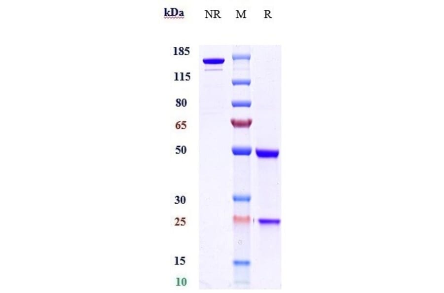 SDS-PAGE - Anti-BTN1A1 Antibody [CTX-2026] - Low endotoxin, Azide free (A323904) - Antibodies.com