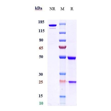 SDS-PAGE - Anti-BTN1A1 Antibody [CTX-2026] - Low endotoxin, Azide free (A323904) - Antibodies.com