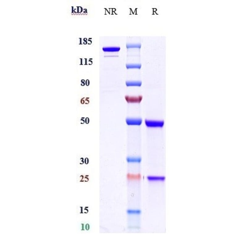 SDS-PAGE - Anti-BTN1A1 Antibody [CTX-2026] - Low endotoxin, Azide free (A323904) - Antibodies.com