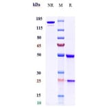 SDS-PAGE - Anti-BTN1A1 Antibody [CTX-2026] - Low endotoxin, Azide free (A323904) - Antibodies.com