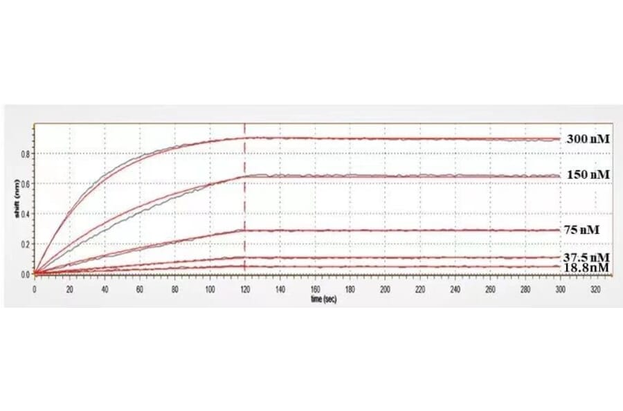 Kinetics (SPR) - Anti-BTN1A1 Antibody [CTX-2026] - Low endotoxin, Azide free (A323904) - Antibodies.com