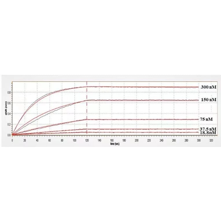 Kinetics (SPR) - Anti-BTN1A1 Antibody [CTX-2026] - Low endotoxin, Azide free (A323904) - Antibodies.com