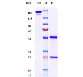 SDS-PAGE - Anti-BTN1A1 Antibody [ICT-01] - Low endotoxin, Azide free (A323905) - Antibodies.com