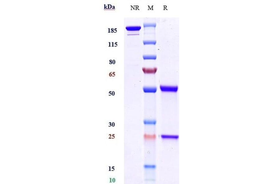 SDS-PAGE - Anti-BTN1A1 Antibody [ICT-01] - Low endotoxin, Azide free (A323905) - Antibodies.com