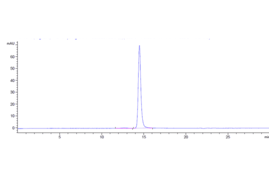 SEC-HPLC - Anti-BTN1A1 Antibody [ICT-01] - Low endotoxin, Azide free (A323905) - Antibodies.com