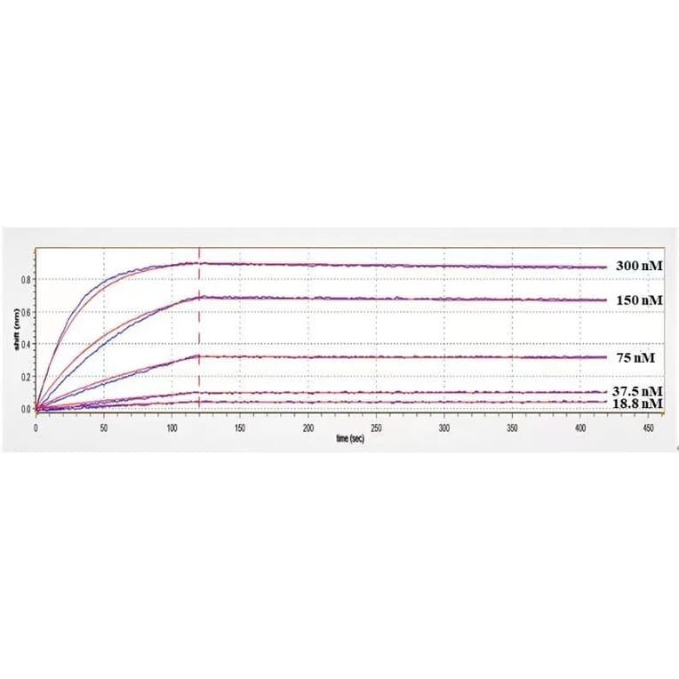 Kinetics (SPR) - Anti-BTN1A1 Antibody [ICT-01] - Low endotoxin, Azide free (A323905) - Antibodies.com