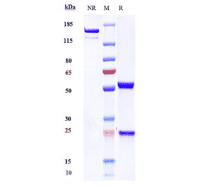 SDS-PAGE - Anti-BTN1A1 Antibody [ICT-01-N297A] - Low endotoxin, Azide free (A323906) - Antibodies.com