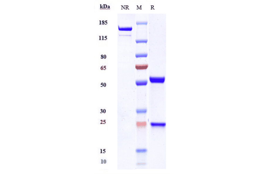 SDS-PAGE - Anti-BTN1A1 Antibody [ICT-01-N297A] - Low endotoxin, Azide free (A323906) - Antibodies.com