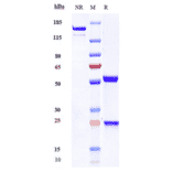 SDS-PAGE - Anti-BTN1A1 Antibody [ICT-01-N297A] - Low endotoxin, Azide free (A323906) - Antibodies.com