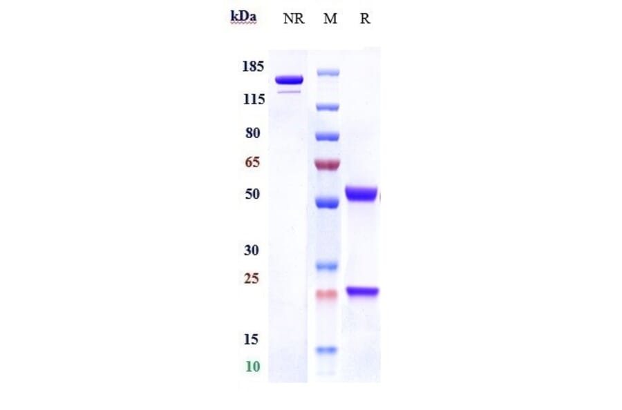 SDS-PAGE - Anti-C1q Antibody [ANX005] - Low endotoxin, Azide free (A323907) - Antibodies.com