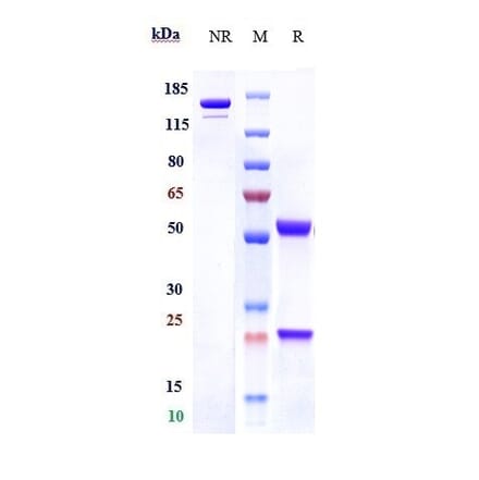 SDS-PAGE - Anti-C1q Antibody [ANX005] - Low endotoxin, Azide free (A323907) - Antibodies.com