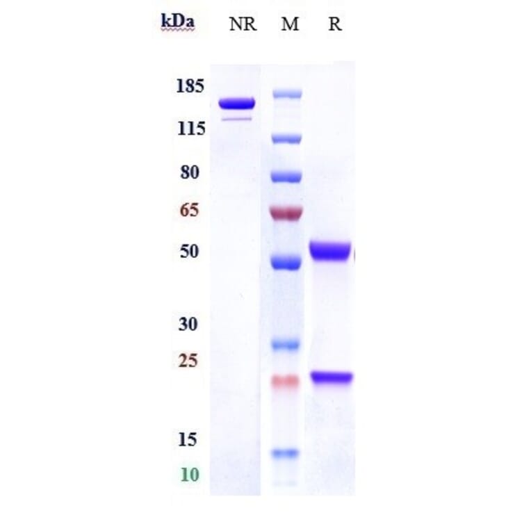 SDS-PAGE - Anti-C1q Antibody [ANX005] - Low endotoxin, Azide free (A323907) - Antibodies.com