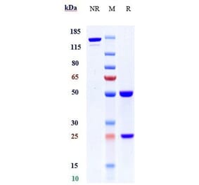 SDS-PAGE - Anti-C2 Antibody [ARGX-117] - Low endotoxin, Azide free (A323908) - Antibodies.com