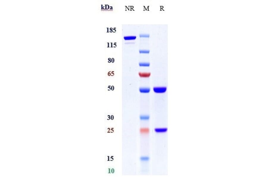 SDS-PAGE - Anti-C2 Antibody [ARGX-117] - Low endotoxin, Azide free (A323908) - Antibodies.com