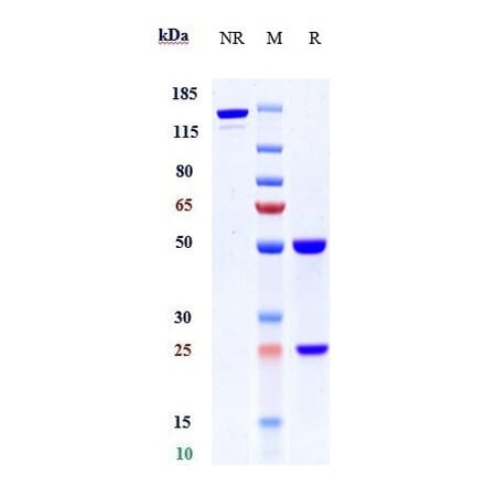 SDS-PAGE - Anti-C2 Antibody [ARGX-117] - Low endotoxin, Azide free (A323908) - Antibodies.com