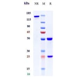 SDS-PAGE - Anti-C2 Antibody [ARGX-117] - Low endotoxin, Azide free (A323908) - Antibodies.com