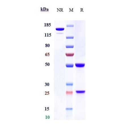 SDS-PAGE - Anti-C3 Antibody [NGM621] - Low endotoxin, Azide free (A323909) - Antibodies.com