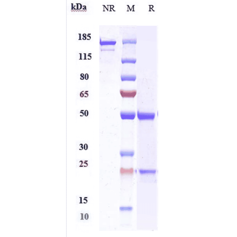 SDS-PAGE - Anti-C5a-R Antibody [Research Grade Biosimilar] - Low endotoxin, Azide free (A323911) - Antibodies.com