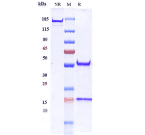 SDS-PAGE - Anti-CA19-9 Antibody [MVT-5873] - Low endotoxin, Azide free (A323912) - Antibodies.com