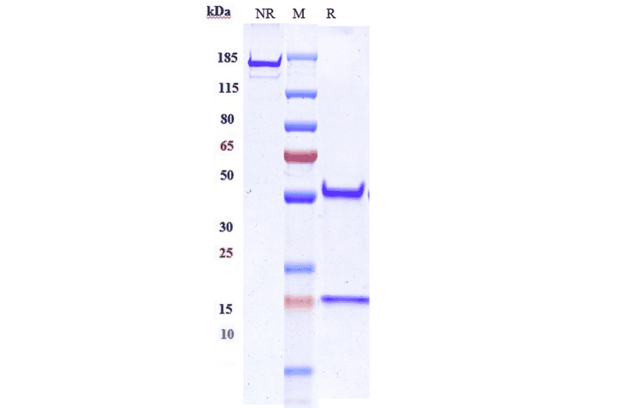 SDS-PAGE - Anti-CA19-9 Antibody [MVT-5873] - Low endotoxin, Azide free (A323912) - Antibodies.com